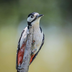 Redwell   18 06 2017   D3s (276 Of 294).jpg